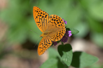 Kaisermantel auf Blume