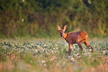 Naklejka premium Capreolus capreolus, Roe Deers walking on the agricultural field. Wildlife animals. Europe, Slovakia.