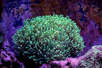 Fototapeta premium Euphyllia Torch Coral (Euphyllia glabrescens)