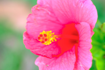 pollen of pink hibiscus.