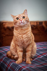 Fototapeta na wymiar Red cat sitting on sofa