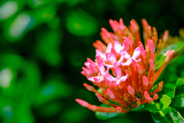 Pink flower spike, Rubiaceae flower