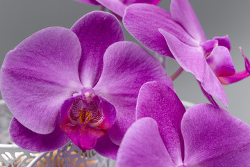 Fototapeta na wymiar Beautiful fresh bright orchid on a gray background