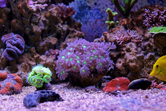 Amazing Colorful Corals in  Reef Aquarium Tank