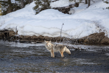 Coyote at Madison river, Yellowstone National Park.