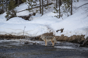 Fototapeta premium Coyote at Madison river, Yellowstone National Park.