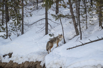 Coyote at Madison river, Yellowstone National Park.