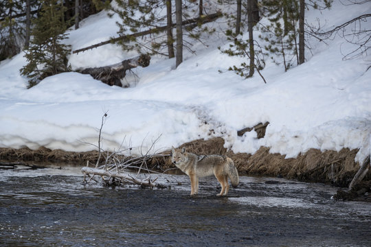 Coyote at Madison river, Yellowstone National Park.