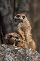 Fototapeta premium Portrait of a Meerkat