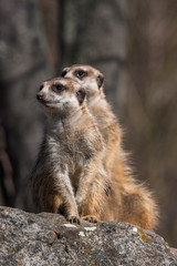Portrait of a Meerkat