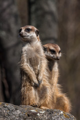 Portrait of a Meerkat