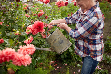 senior woman watering flowers at summer garden © Syda Productions