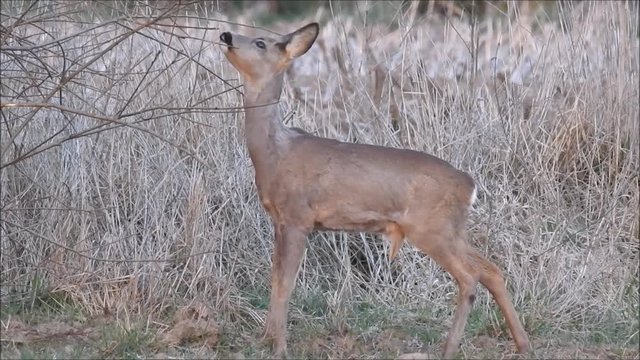 Rehe