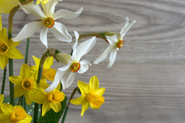 narcissus. jonquil. narcissus flowers