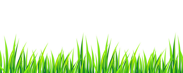 Spring banner with green grass. Vector illustration.