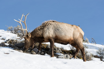 Elk, or Wapiti