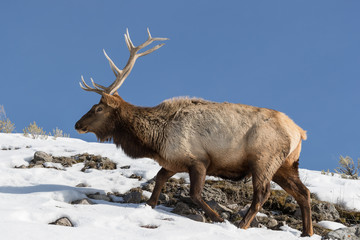 Elk, or Wapiti