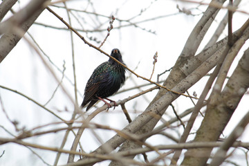Starling, sitting on branches