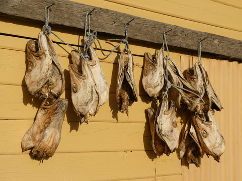 Stockfisch an einer H&uuml;tte im K&uuml;stenort Grenivik im Norden von Island