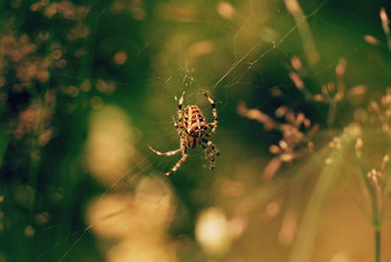 European garden or cross orb weaver spider (Araneus diadematus) in its web in its natural habitat