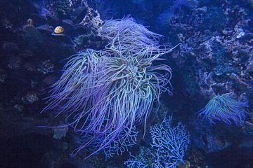 Beauty of the undersea world