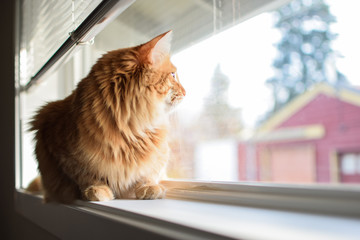 fluffy long hair orange cat sitting in window watching birds