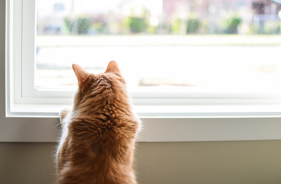 Curious Long Haired Orange Cat Stands At Window Looking Outside