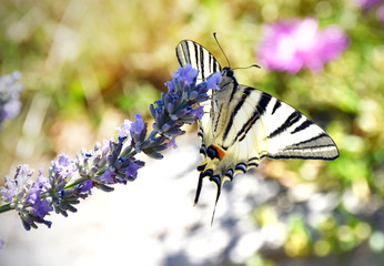 un bel esemplare di macaone che succhia il nettare dai fiori di lavanda