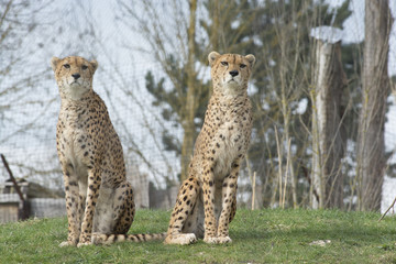 guépard
