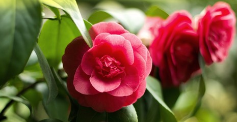 Fototapeta premium Japanese camellia blooming in the greenhouse