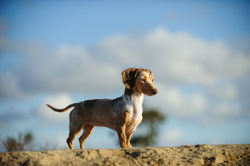 Miniature Chocolate Double Dapple Dachshund standing against blue sky and clouds