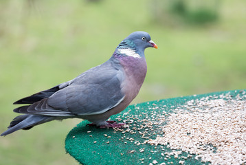 Wood pigeon feeding on a bird table
