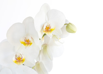 Fototapeta na wymiar Close up Phalaenopsis, moth orchid flowers on white background