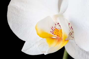 Close up Phalaenopsis, moth orchid flowers on black background