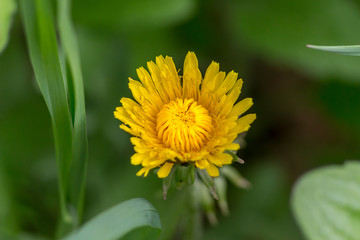 Dandelion flower blooming on a summer meadow macro closeup.