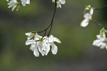 Kobushi magnolia