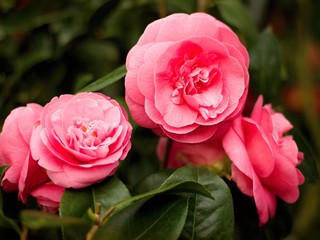 Japanese camellia blooming in the greenhouse
