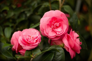 Japanese camellia blooming in the greenhouse