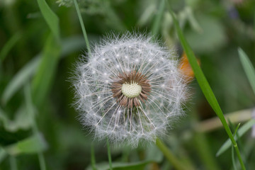 Dandelion flower on a summer meadow macro closeup.