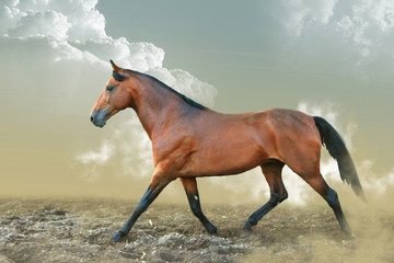 Bay horse runs trot