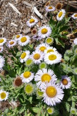 Wildblume, Frühling und Blumen