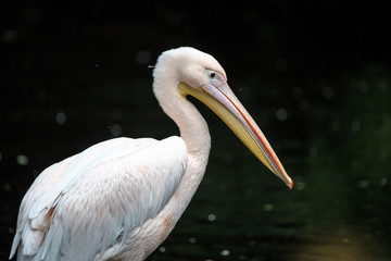 Fototapeta na wymiar Rosa Pelikan - Pelecanus onocrotalus