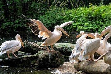 Rosa Pelikan - Pelecanus onocrotalus