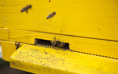 Bees are at the entrance to the hive.