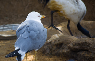 Big seagull close up, wild seagull - typical bird in New Zeland