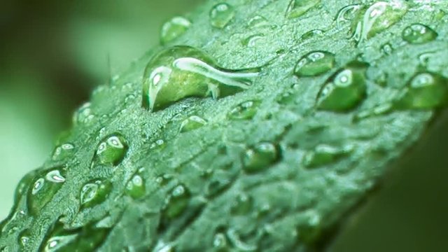gouttelettes d&rsquo;eau sur une feuille verte macro slowmotion
