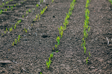 Wheat germ. Spring wheat seedlings.