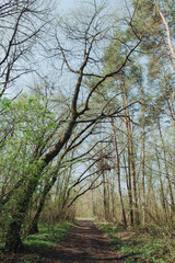 Obraz premium spring forest