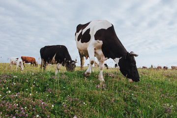 Cows Grazing On A Green Field