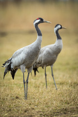 Crane in the wild